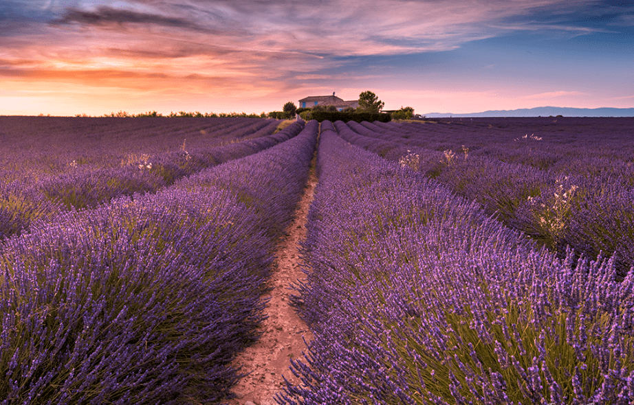 Trip to Provence Lavender Fields